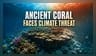 Massive 'Potato' Coral Colony Found in Lakshadweep Waters