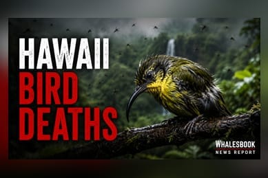 Avian Malaria Crisis in Hawaii Highlights Biodiversity Risks for India