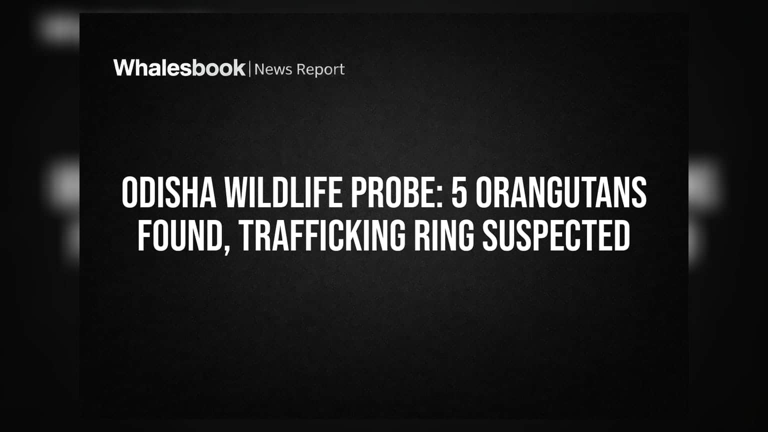 Odisha Wildlife Probe: ओडिशातील बालेश्वरमध्ये ५ ओरंगुटान सापडले; आंतरराष्ट्रीय तस्करांचे मोठे रॅकेट उघड