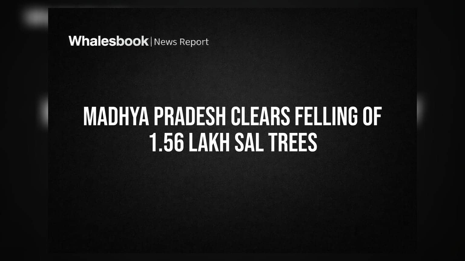 मध्य प्रदेशात सव्वा लाखांहून अधिक सागाची झाडे कापणार, भयंकर कीड नियंत्रणासाठी सरकारचा निर्णय