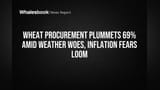 Wheat Procurement Plummets 69% Amid Weather Woes, Inflation Fears Loom