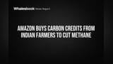 Amazon ची भारतात मोठी डील! भारतीय शेतकऱ्यांकडून कार्बन क्रेडिट्स खरेदी; मिथेन उत्सर्जनावर लगाम
