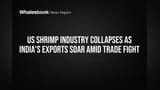 अमेरिकेतील कोळंबी उद्योग झाला 'खल्लास'! भारताची निर्यात नव्या उंचीवर, पण अमेरिकेकडून सबसिडीचे गंभीर आरोप.