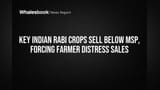 Key Indian Rabi Crops Sell Below MSP, Forcing Farmer Distress Sales